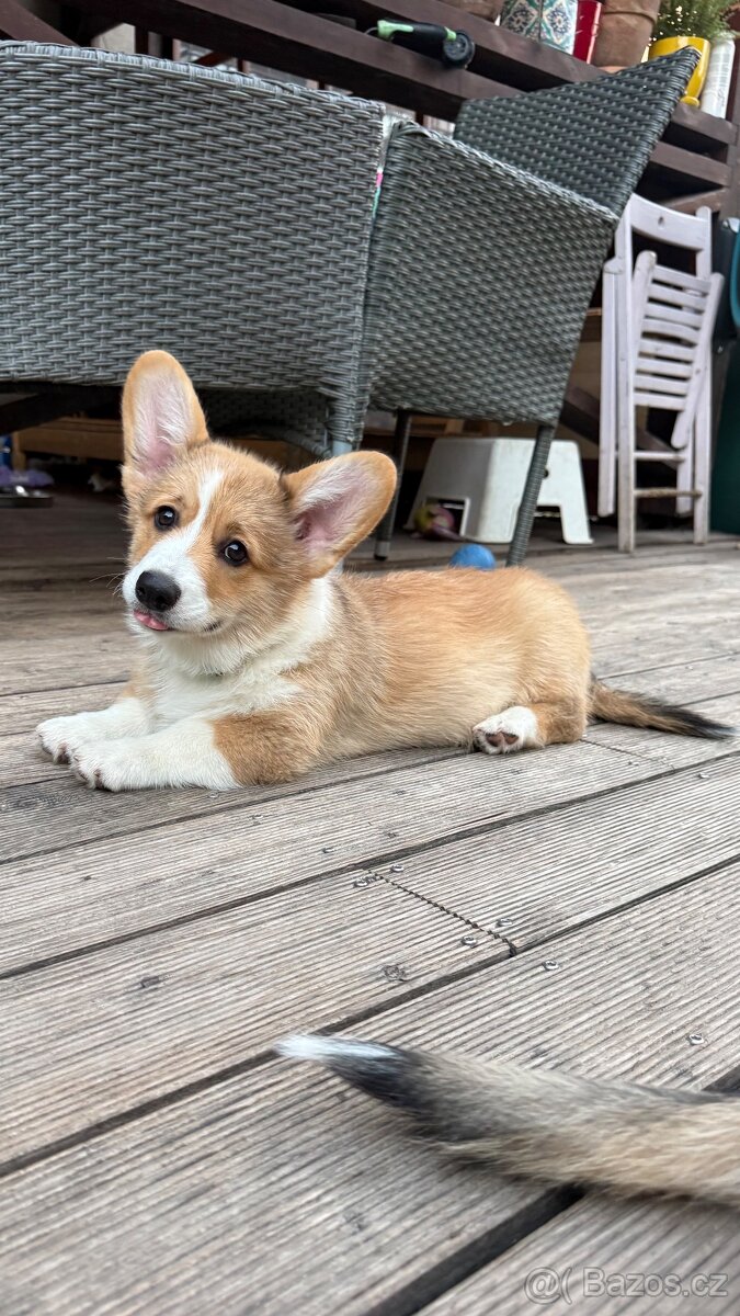 Welsh corgi pembroke s PP - 4