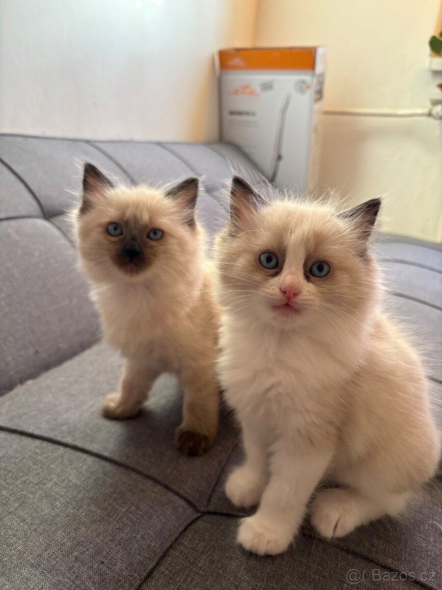 Koťata Ragdoll - 4