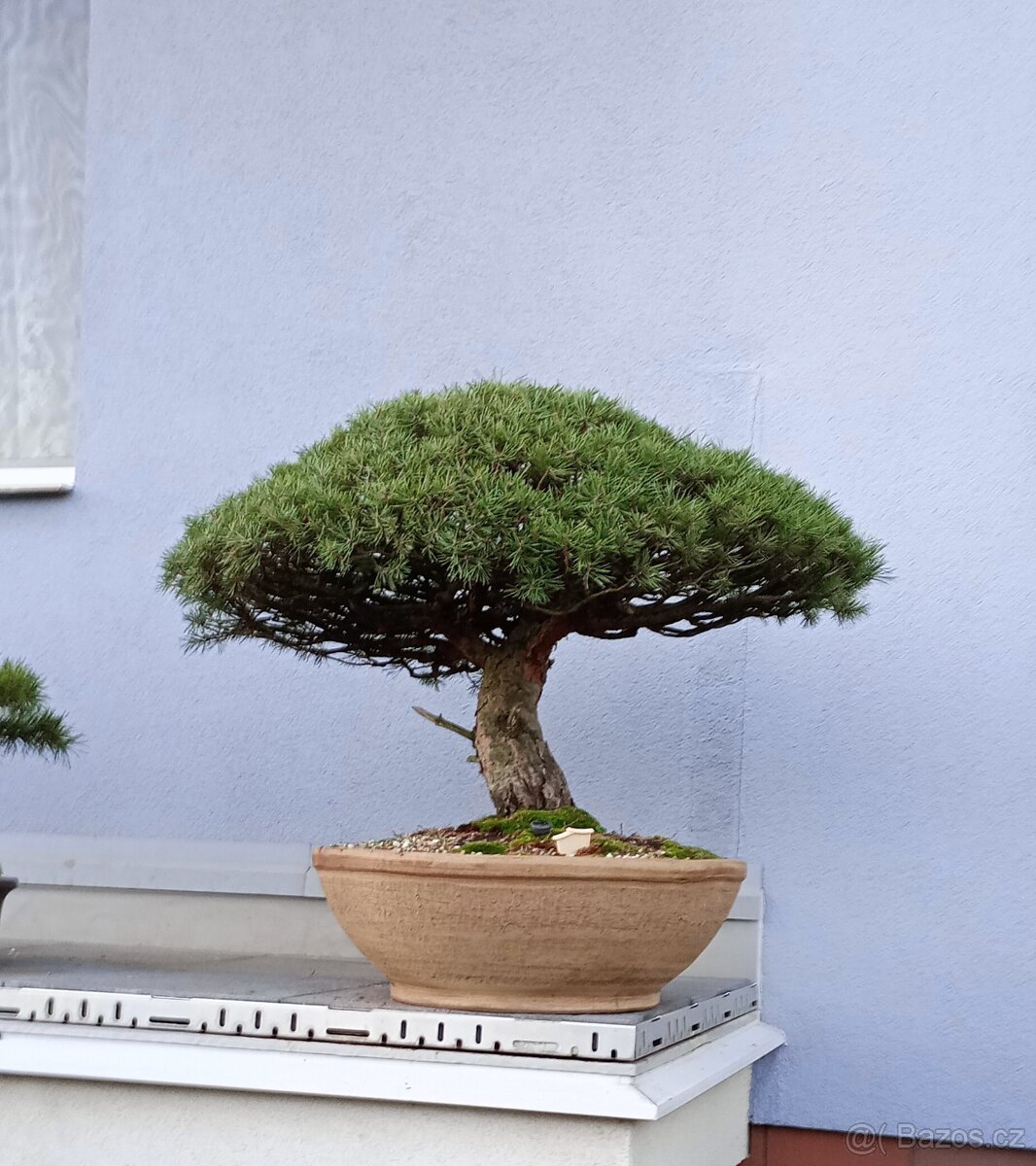 Borovice lesní bonsai - 4