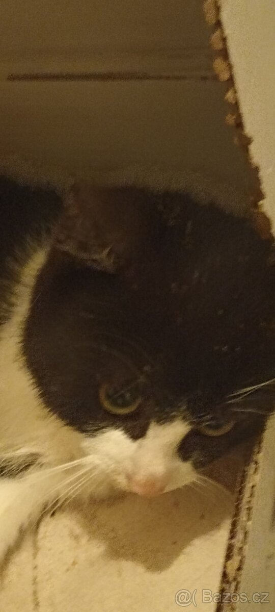 Prenechám krásného kocourka - 4