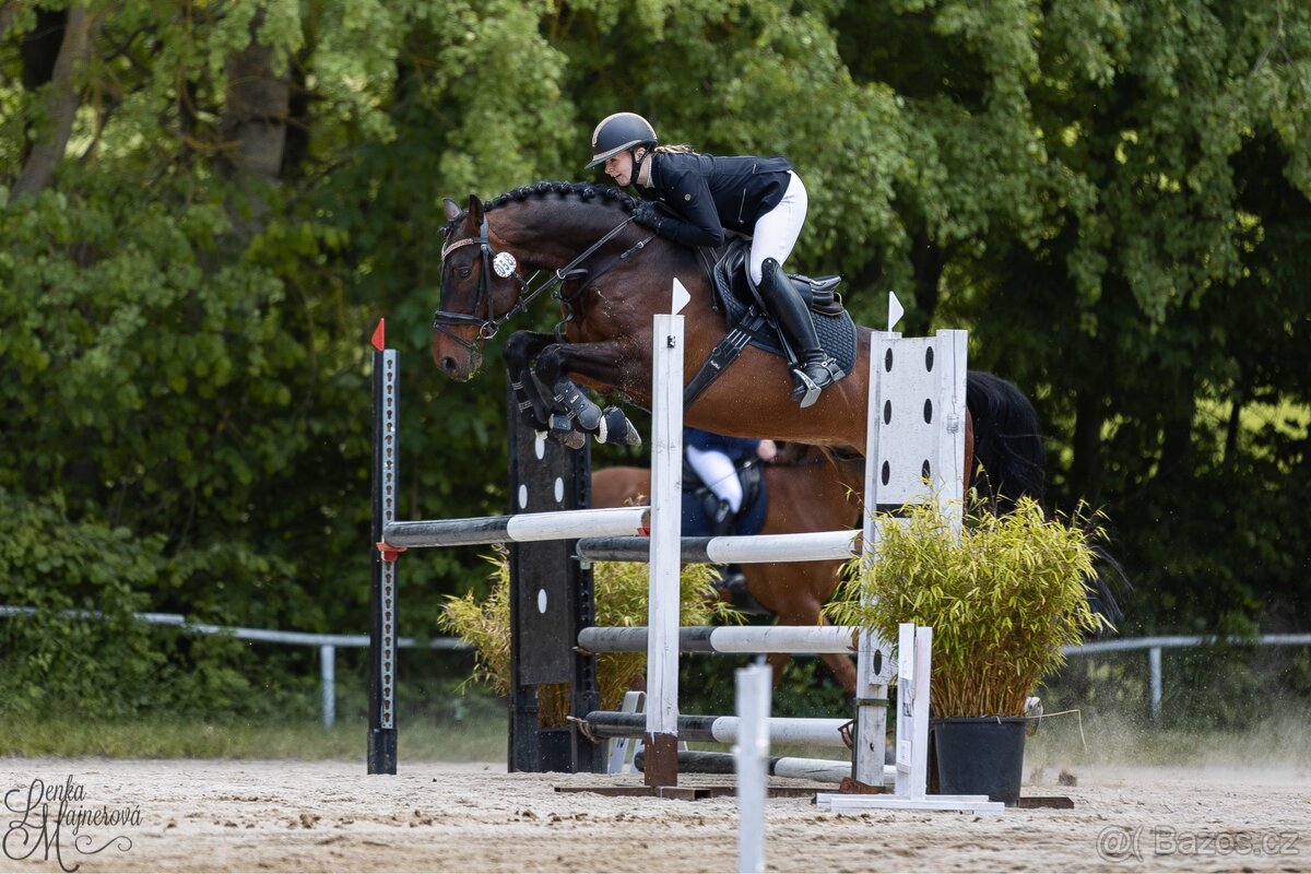 Prodej sportovního koně - 4