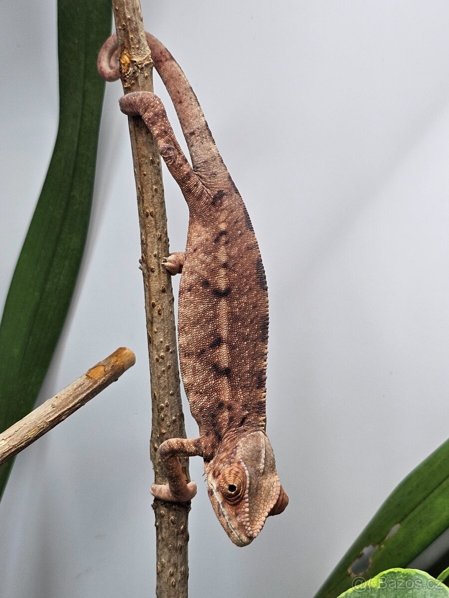 Chameleon pardálí - 4