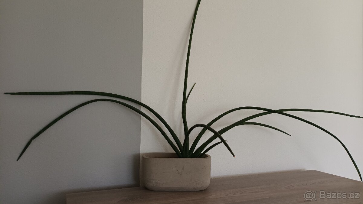 SANSEVIERIA CYLINDRICA - "Tchýnin jazyk" - 4