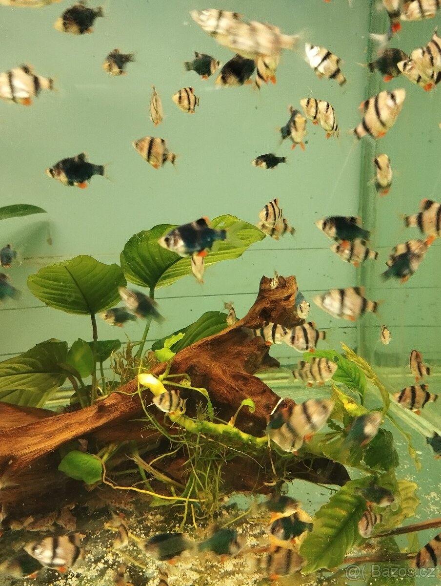 prodej novinek ze dvora - 4