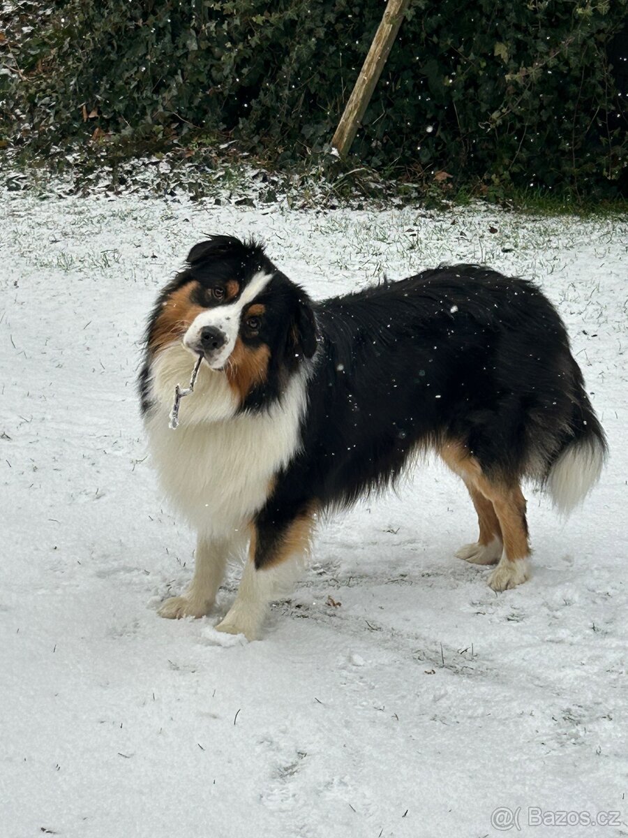 Australsky ovcak - KRYTI - 4