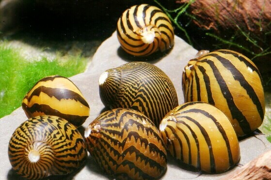 Řasožraví šneci - 4