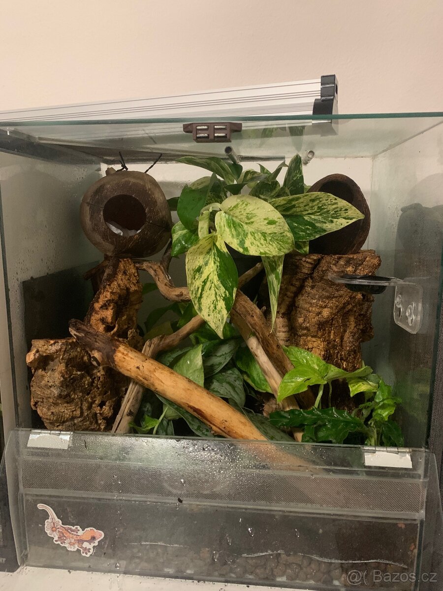 Pagekon řasnatý - samec - 4