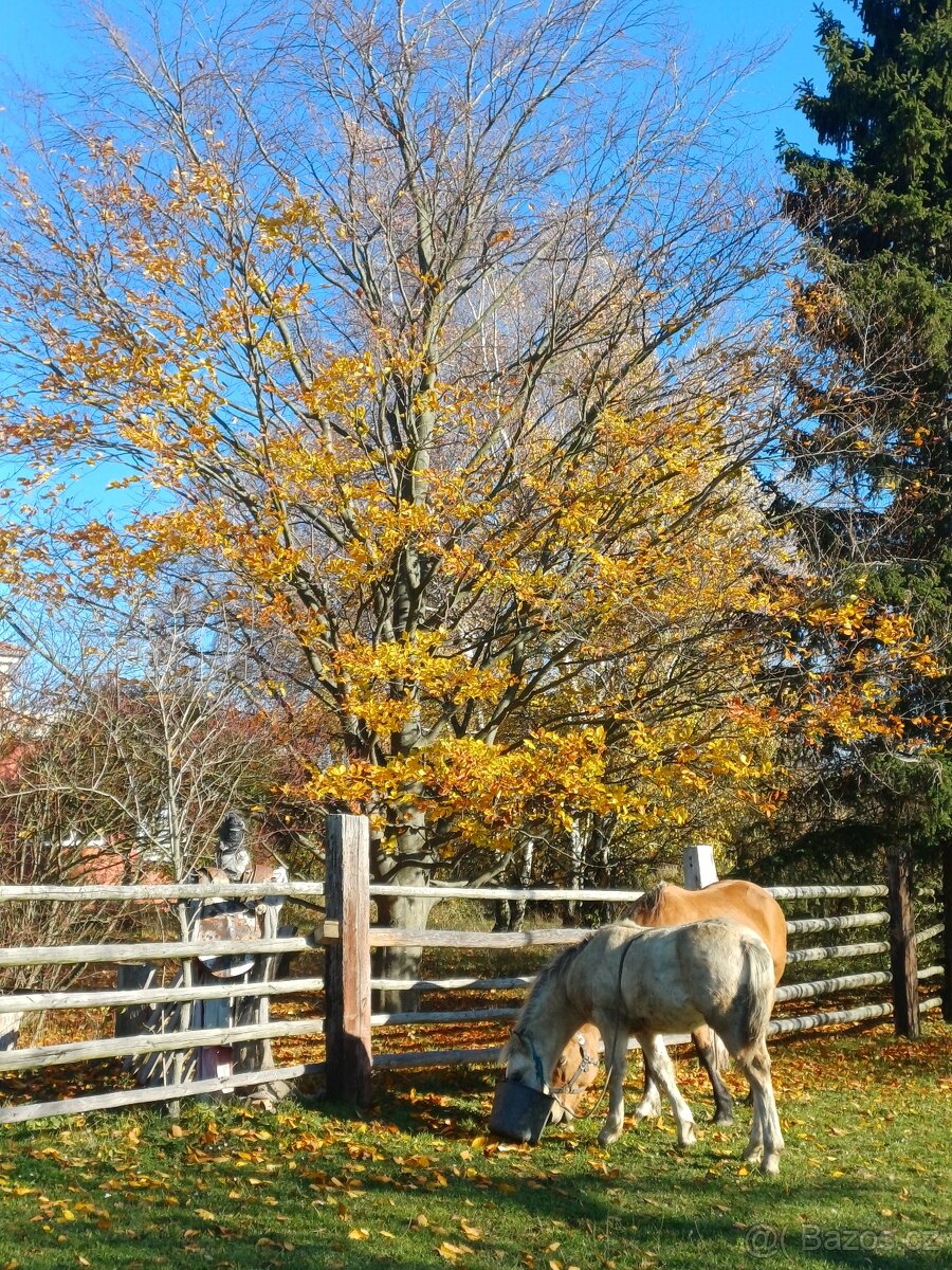 Prodám hřebečka Welsh Part Bred - 4