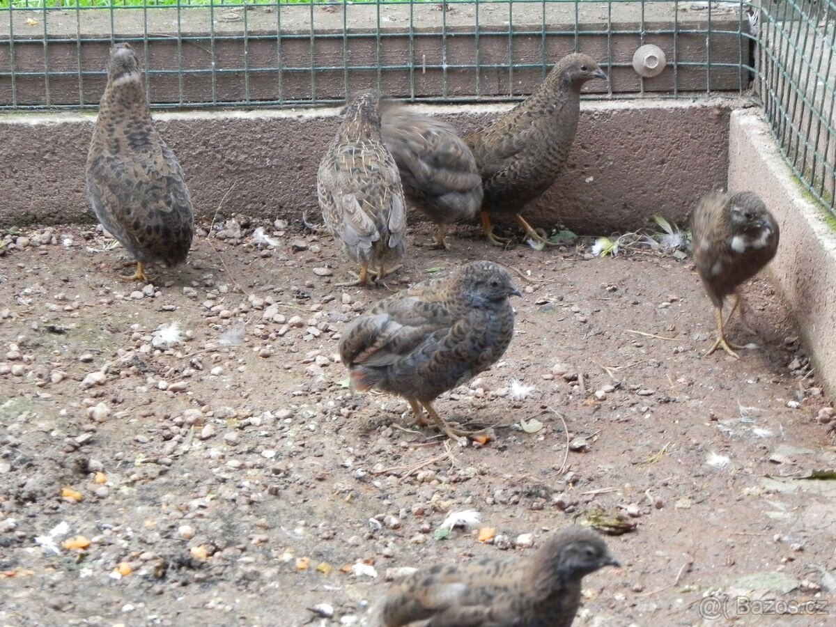 Křepelka čínská prodej - 4