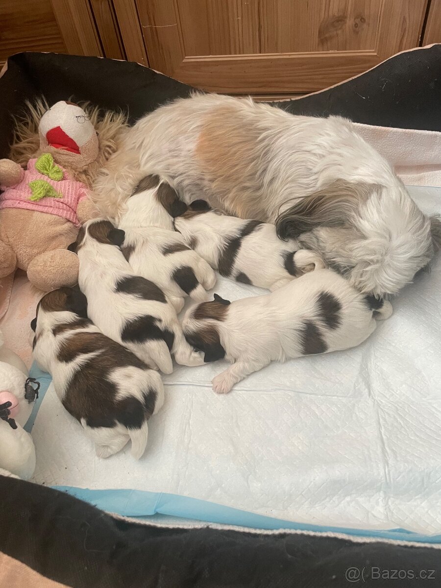 Prodám štěňátka shih-tzu - 4