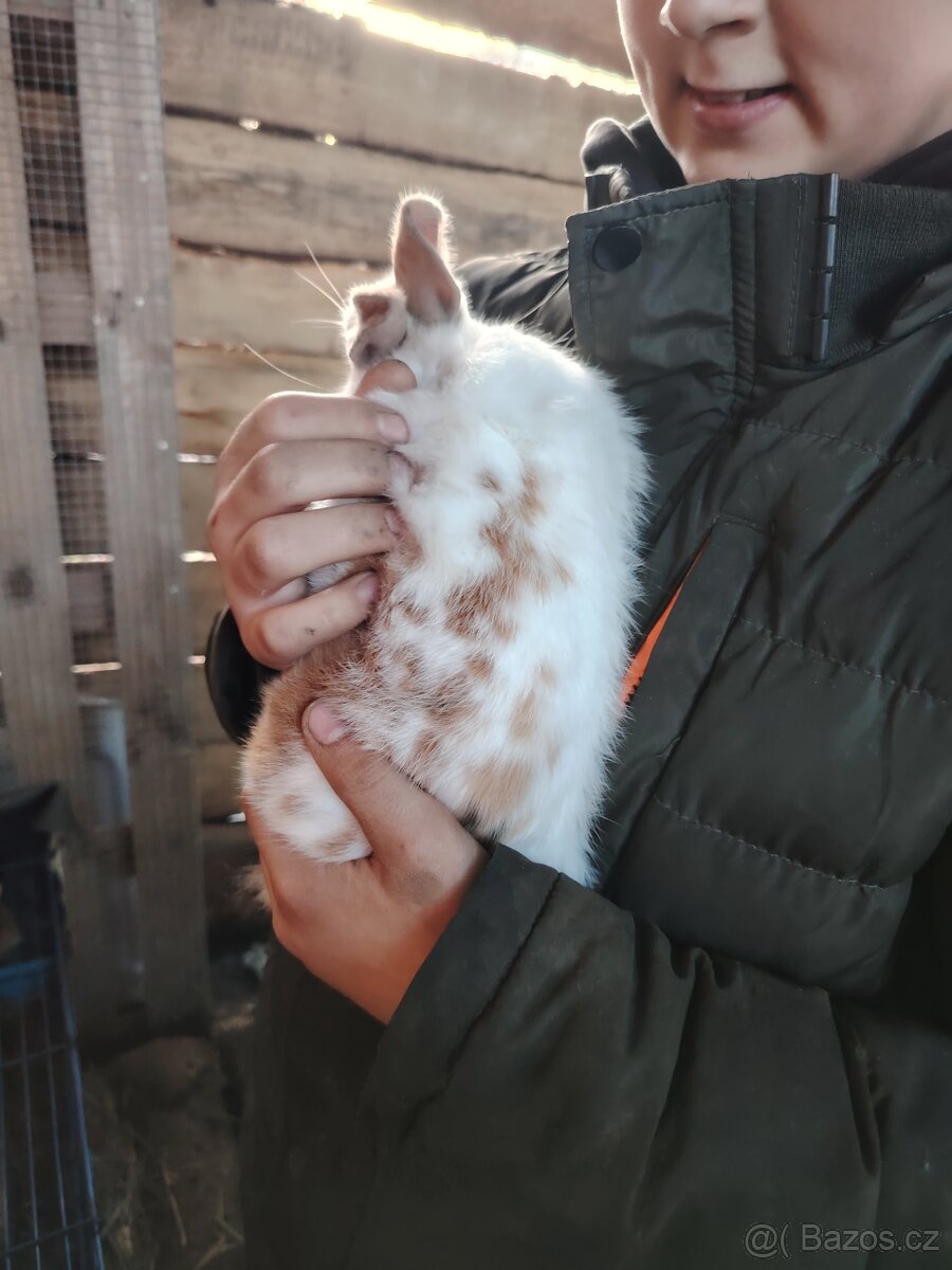 Králíčci - 4