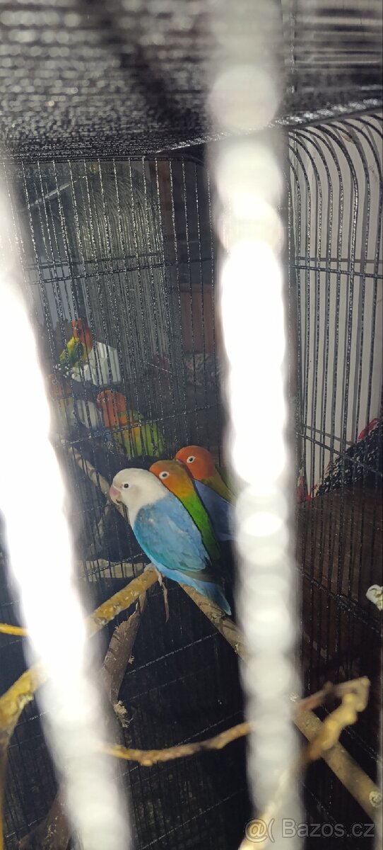 Agapornis fischeri - 4