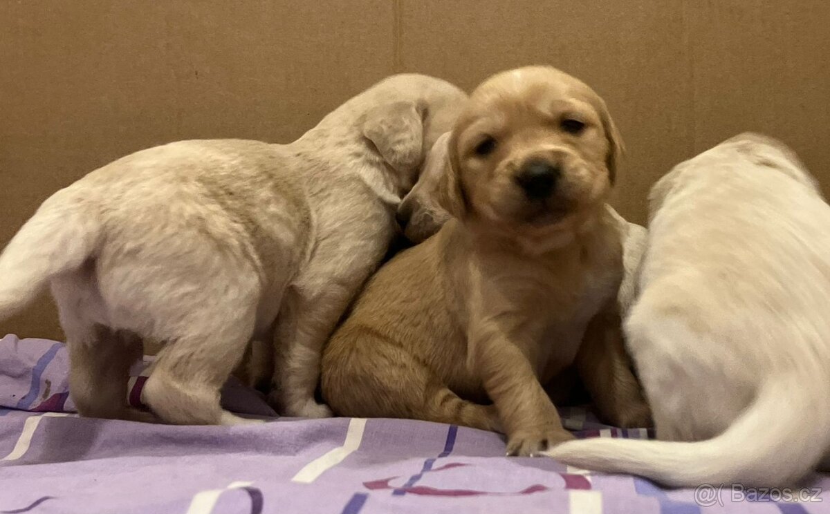 Zlatý retrívr bez PP - 4