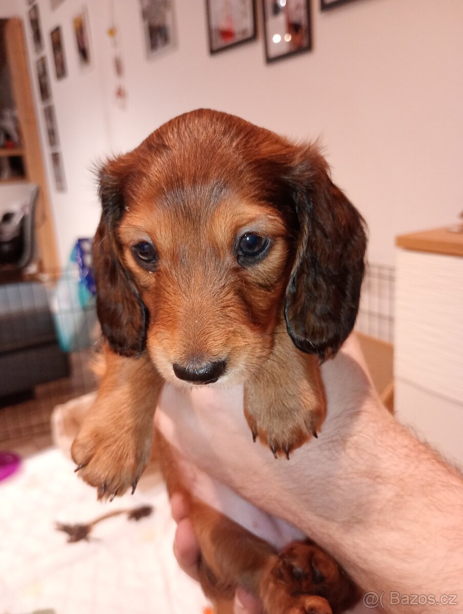 Jezevčík trpasličí dlouhosrstý - 4