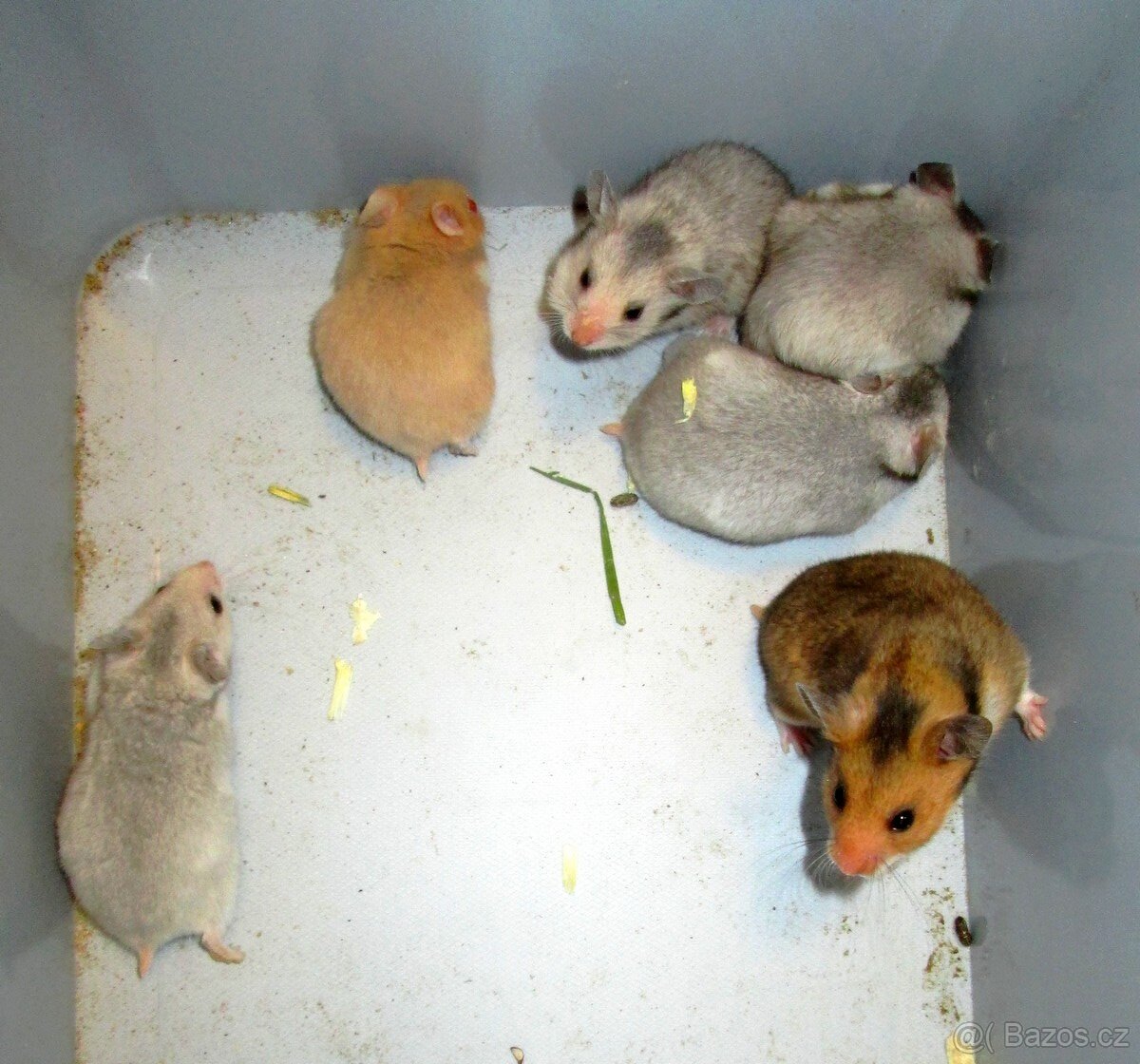 Křeček syrský - mláďata - 4