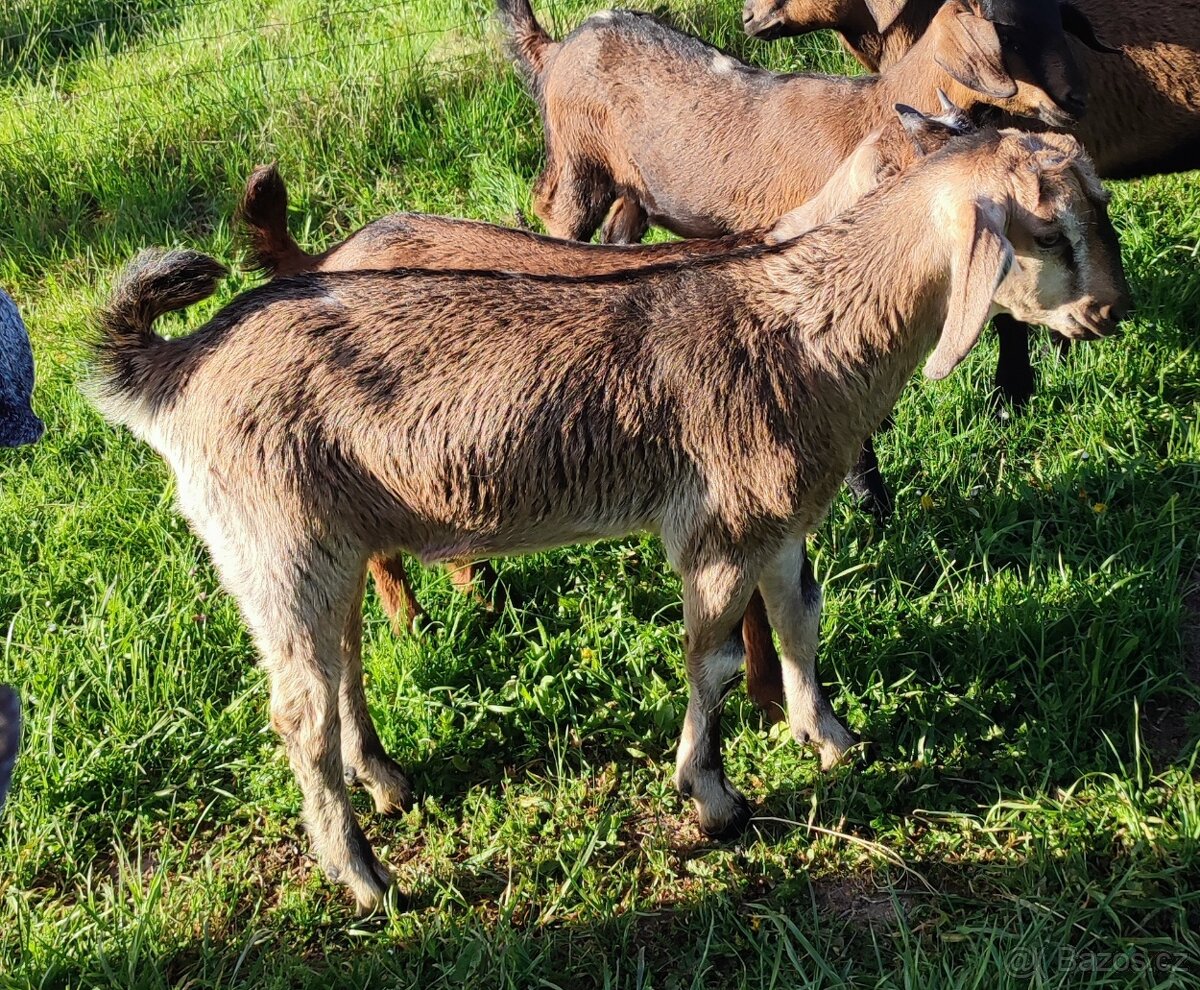 Prodám kozlíka - 4