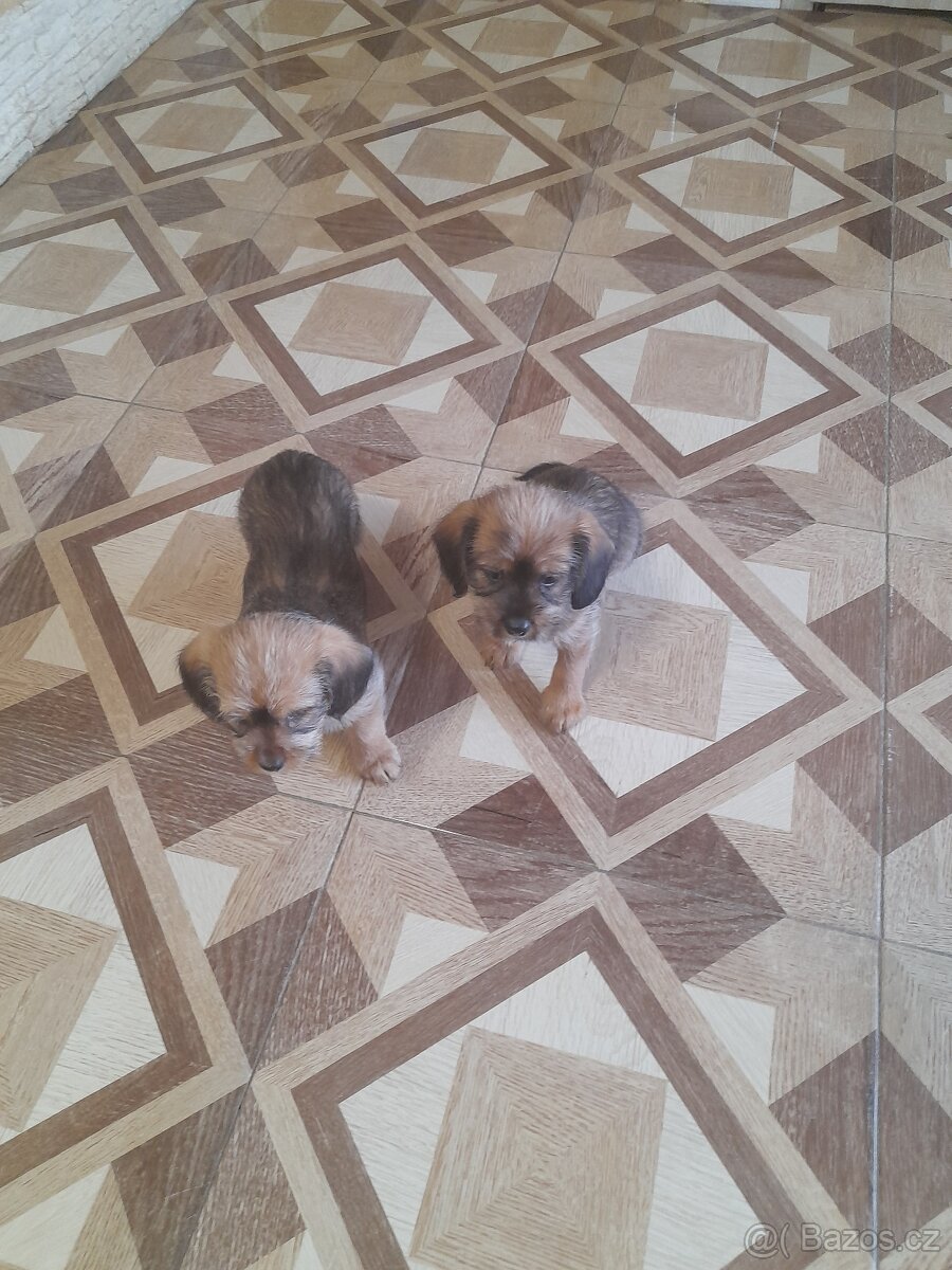 Štěňátka - 4