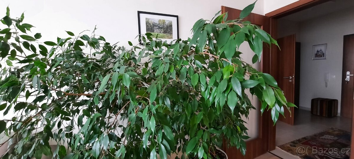 Pokojové rostliny: Zamiokulkas (Zamioculcas), Fíkus (Ficus) - 4