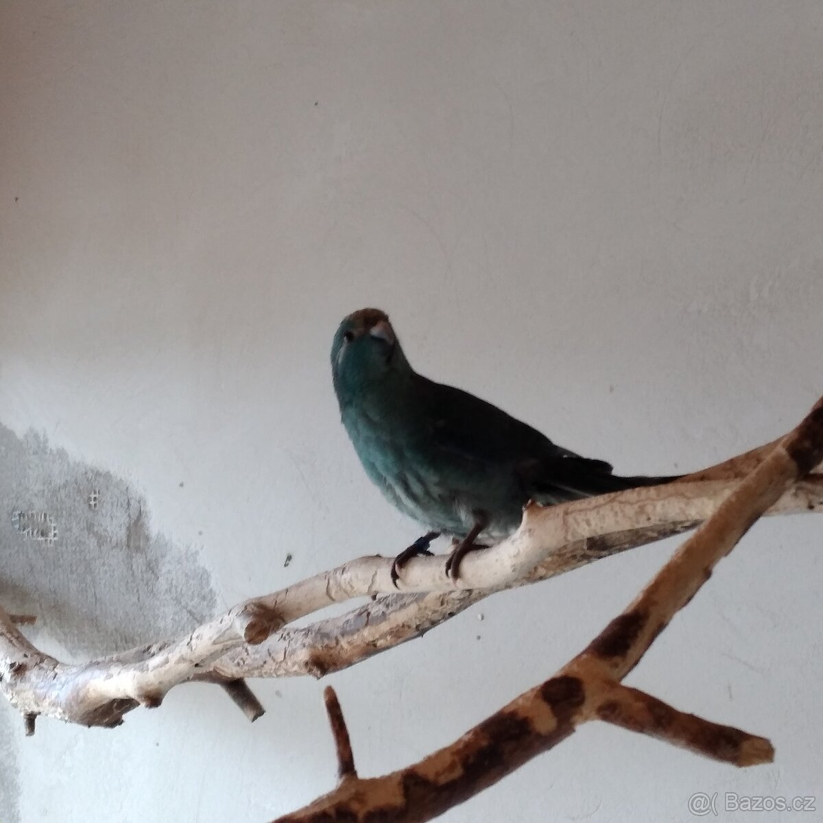 Kakariki rudočelý - 4