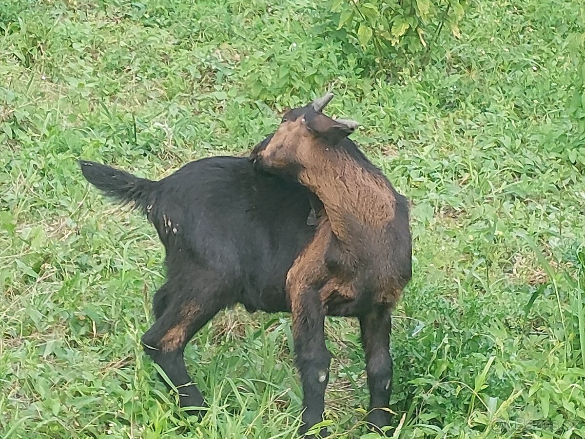 Kozičky,kozlik anglonubijsky - 4