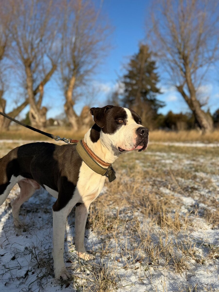 Tyson bull hledá domov - 4