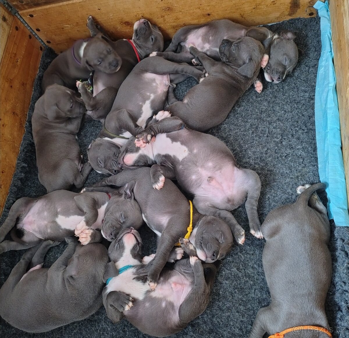 Americký stafordšírský teriér - 4