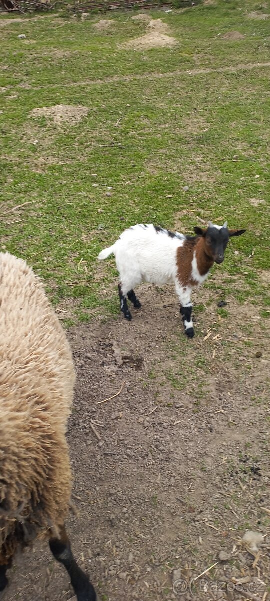 Kůzlata a jehňata - 4