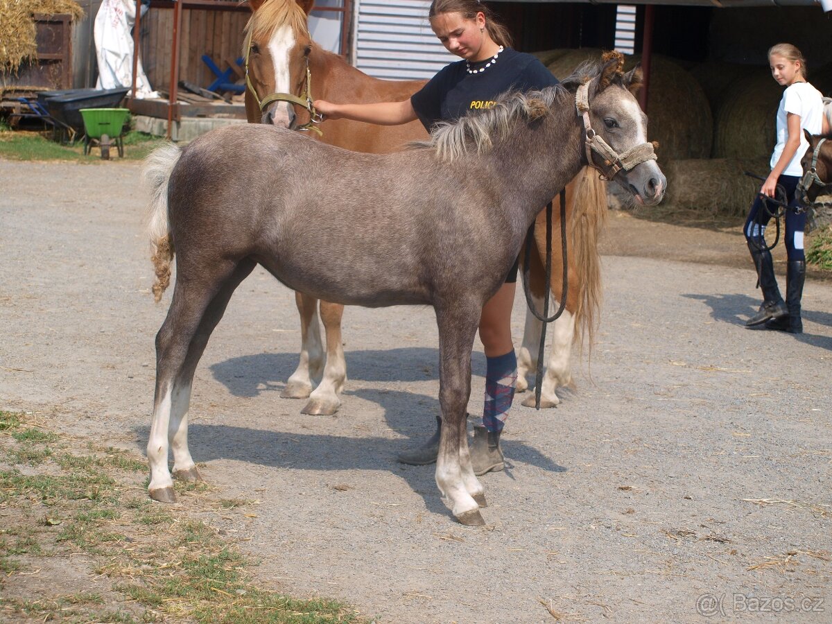 nabízíme roční klisnu wels pad-Bred - 4