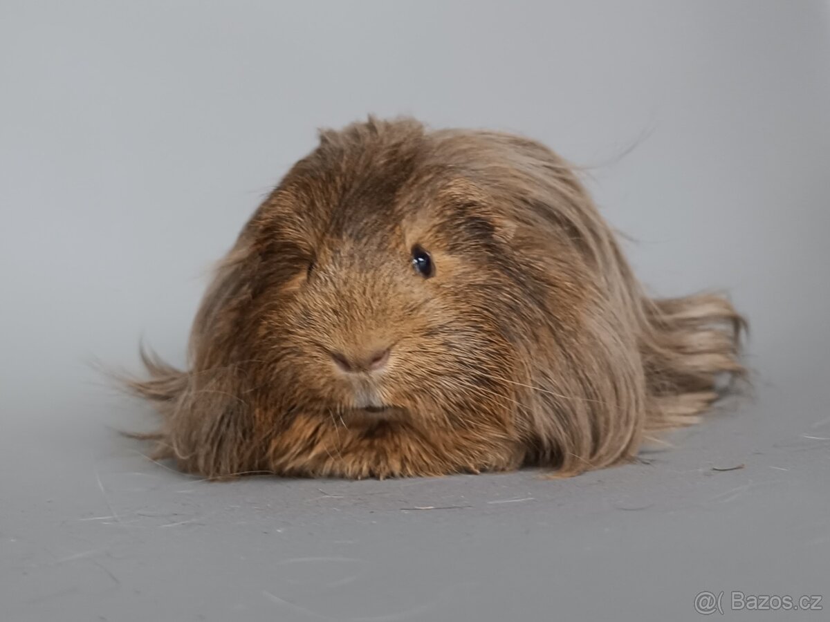 Dlouhosrsté morče - šeltie - 4