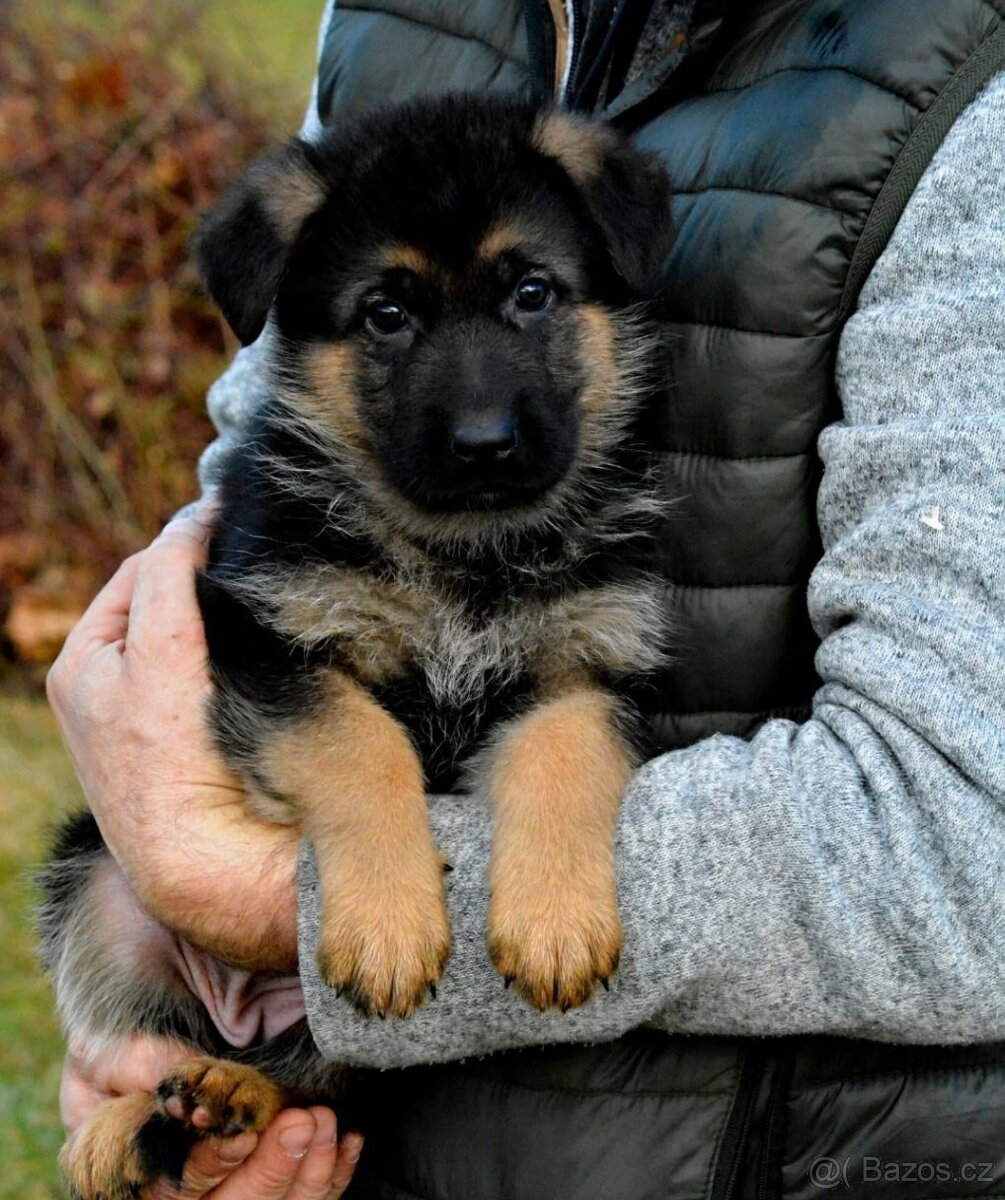 Německý ovčák - štěňátka s PP - 4