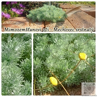 semínka, zelenina, bylinky, koření, okrasné květiny a trávy - 4