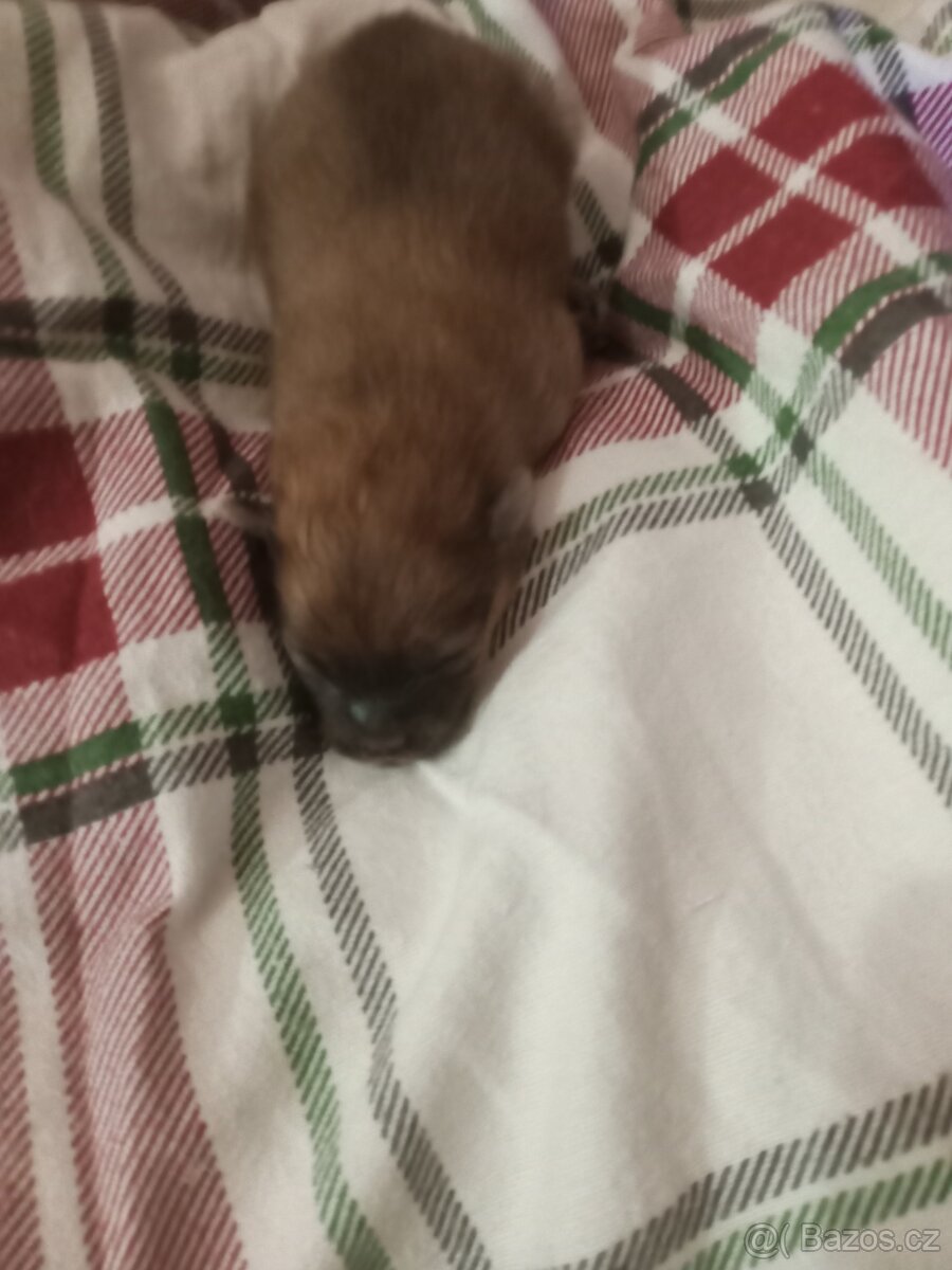 Pomeranian - 4