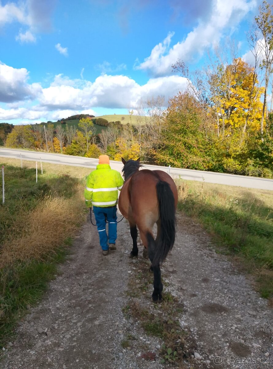 Slezký norik klisna - 4