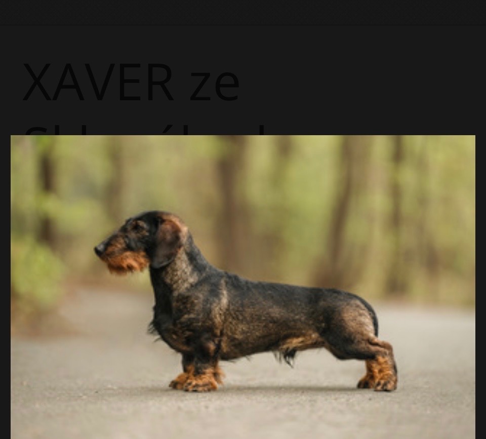 Drsnosrstý jezevčík standart s PP - 4