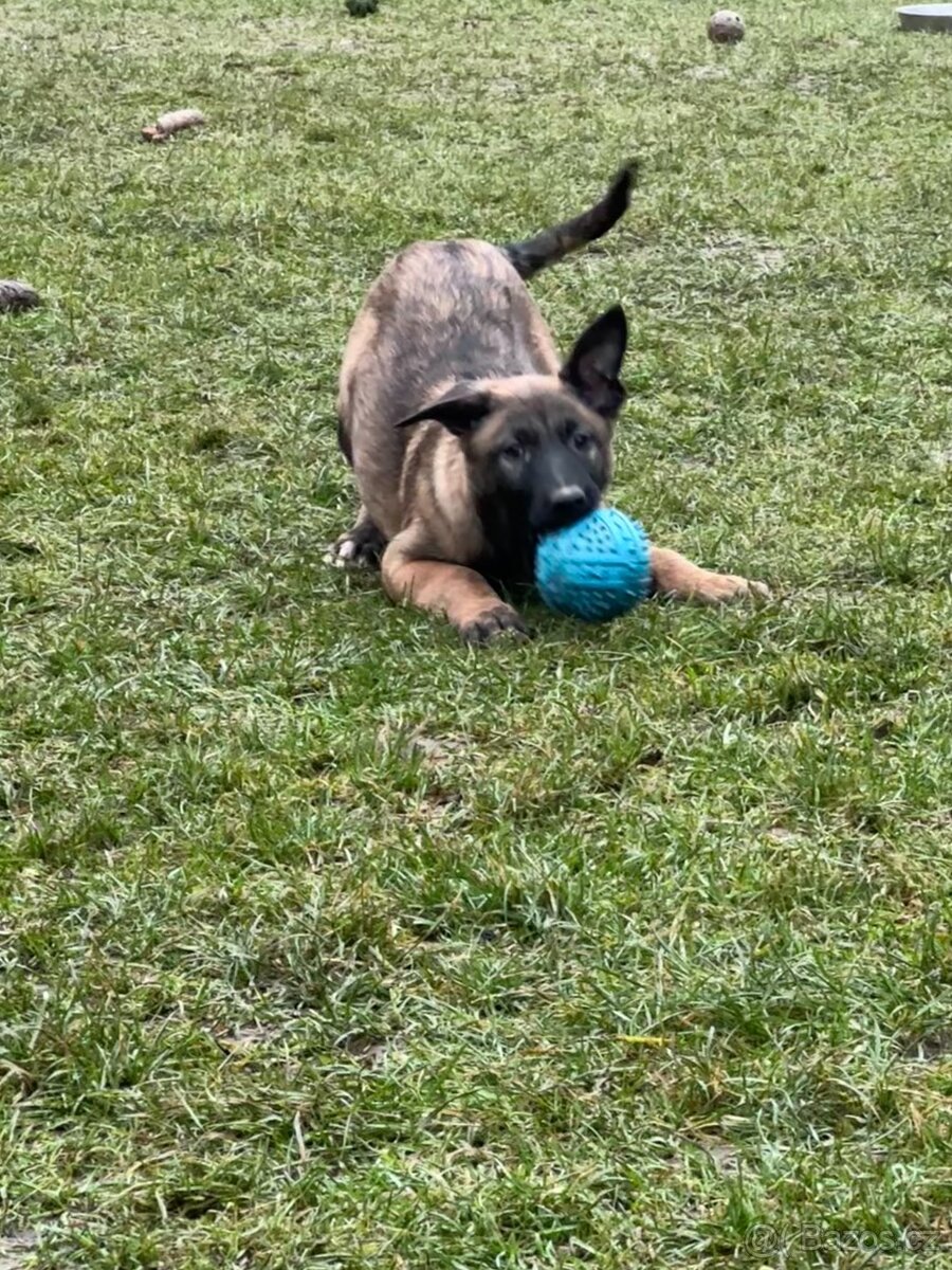 Belgický ovčák - malinois s PP - 4