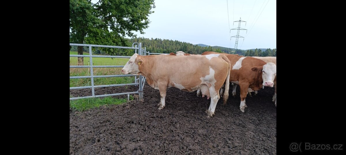 Plemenný býk Masný Simental - 4