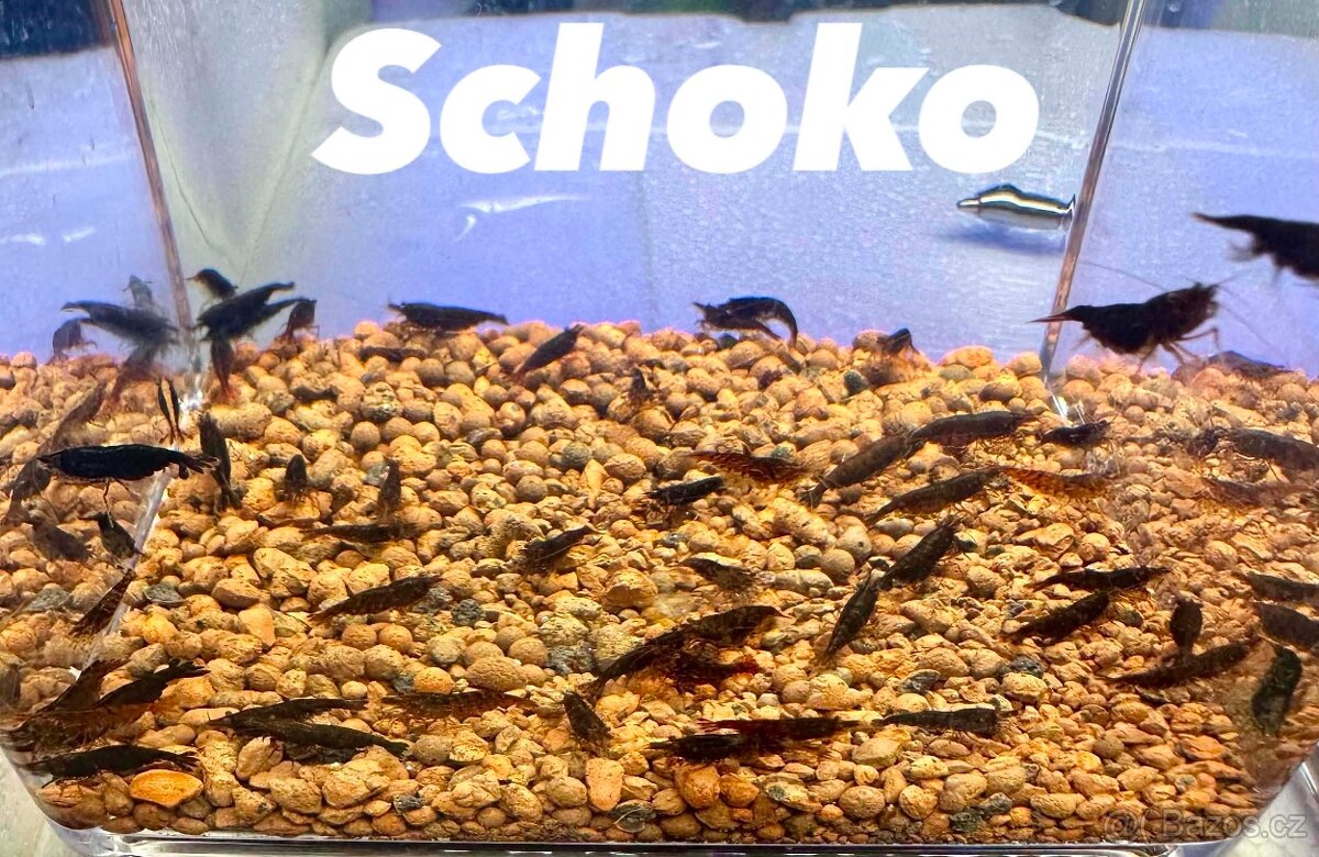 Neocaridina Krevety - 4