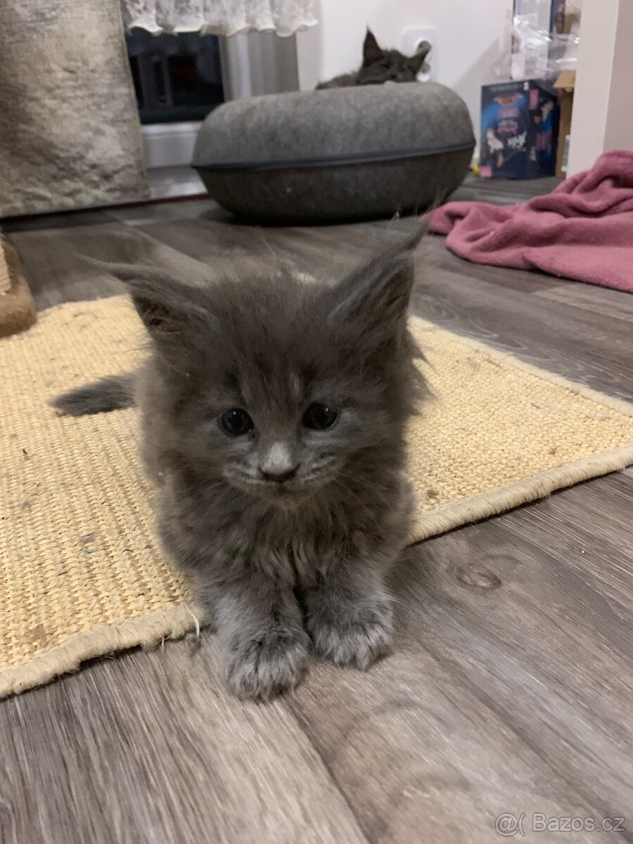 mainská mývalí koťata - 4