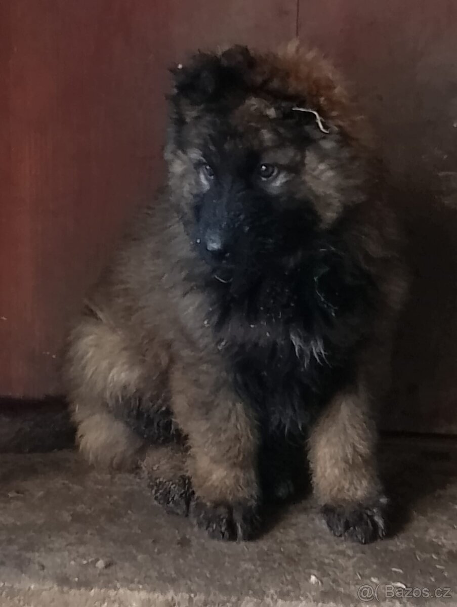 Německý ovčák - 4