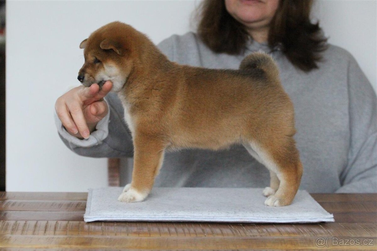 Shiba Inu s PP FCI - 4