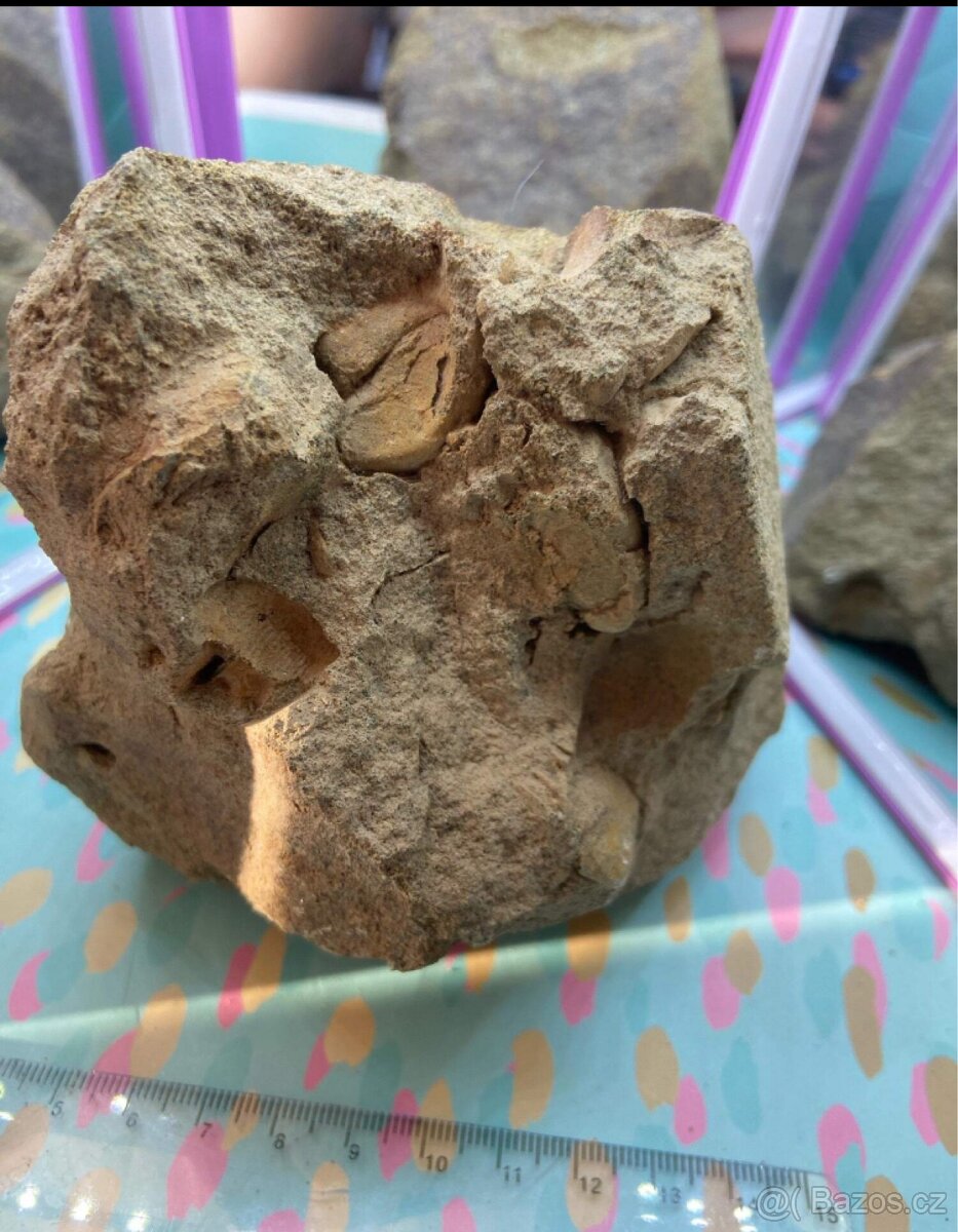 Zkameněliny - fosilie - 4