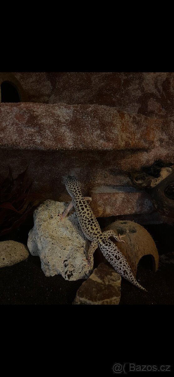 Terarium s gekoncikem - 4