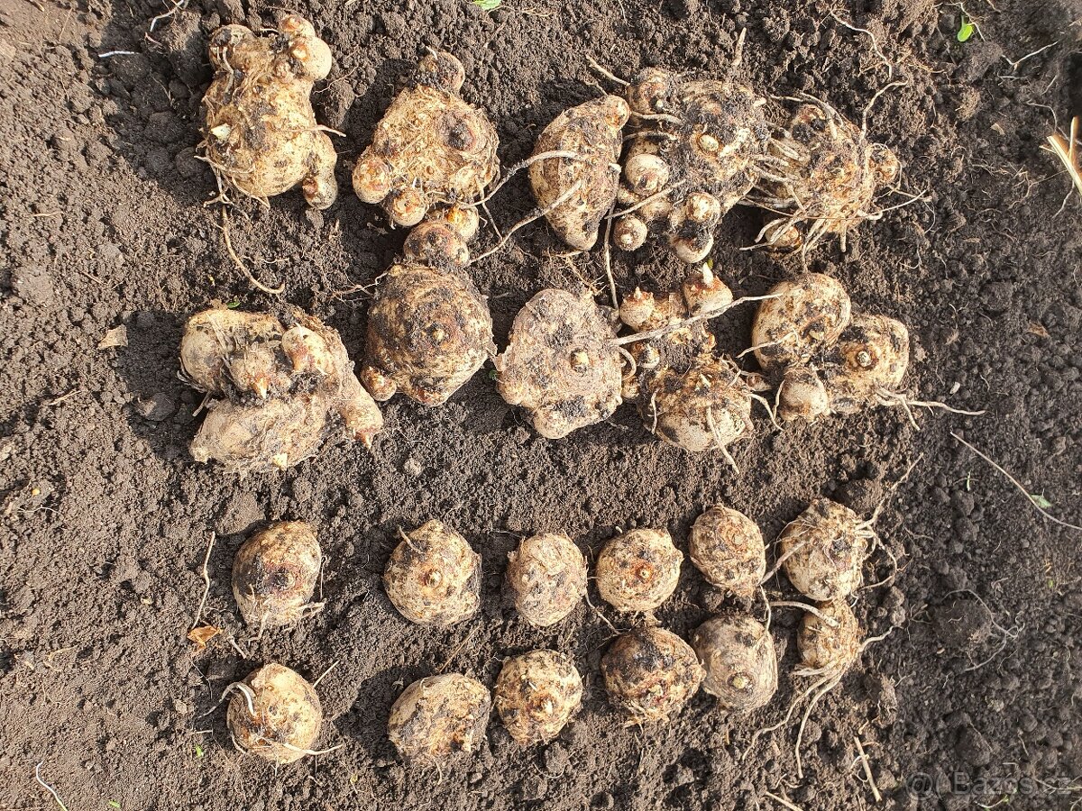 Hluzy Kál, Calla, Zantedeschia - 4