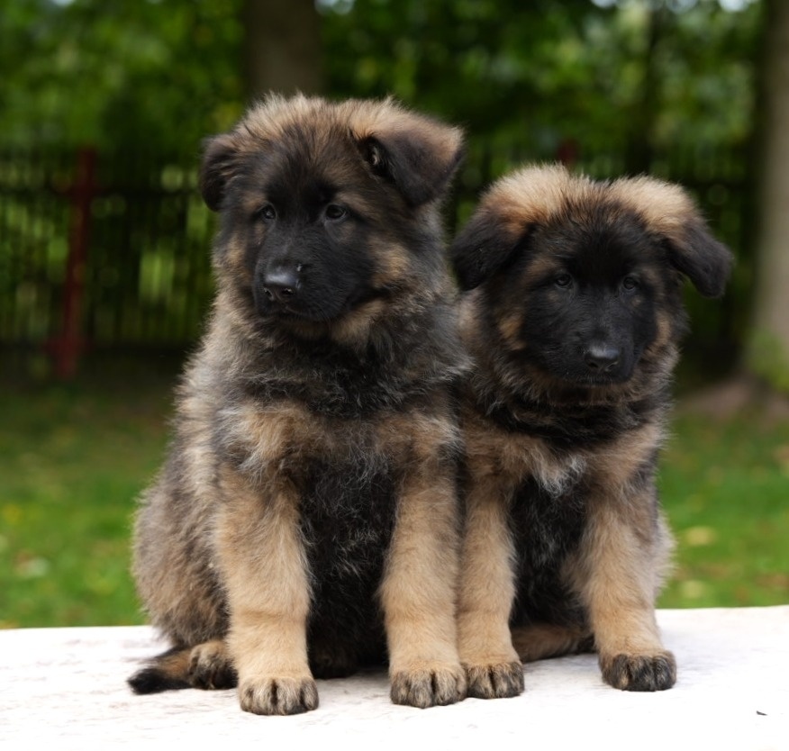 Německý ovčák - 4