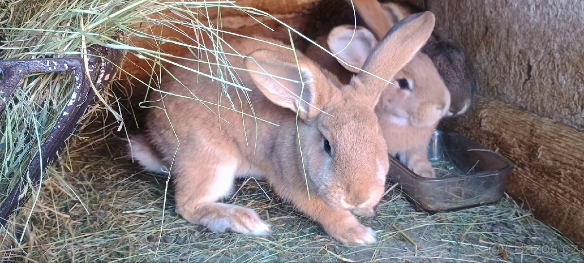 Prodám králíky - 4