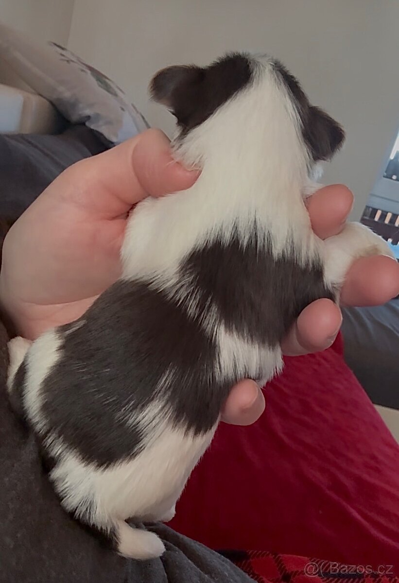 Jorkšírsky teriér s PP Biro chlapeček - 4