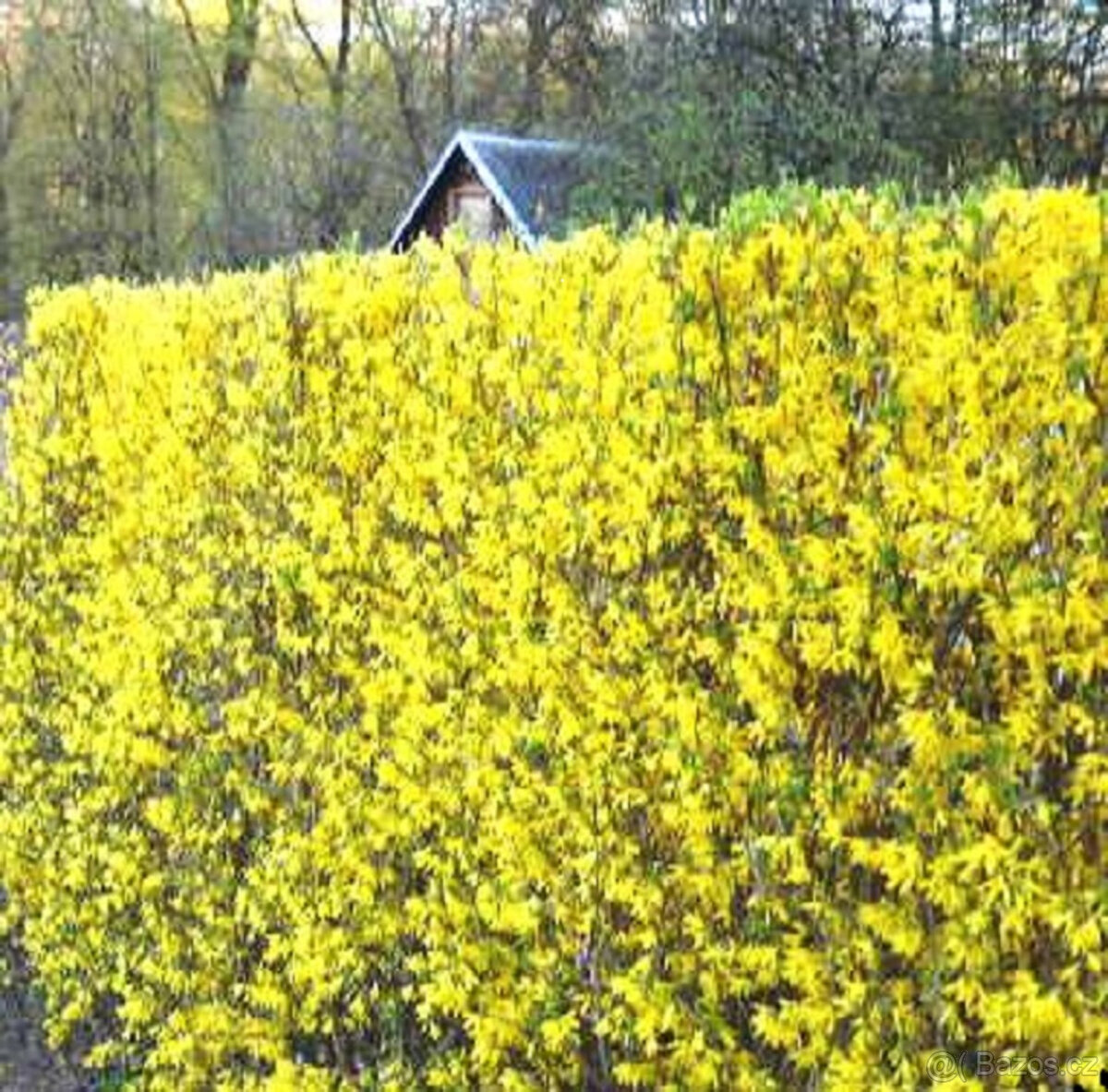 ZLATICE-Zlatý déšť: POSEL JARA - 4