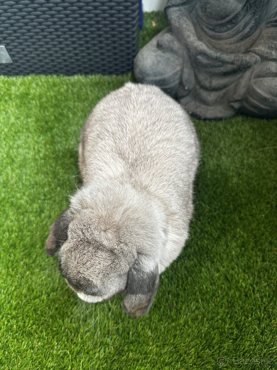 Minilop samička - 4