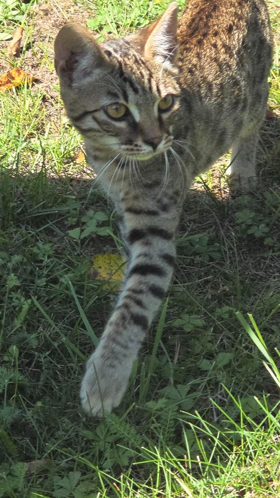 Bengálská kočka - 4