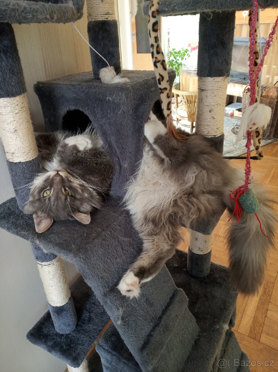 Kocourek ke krytí. - 4